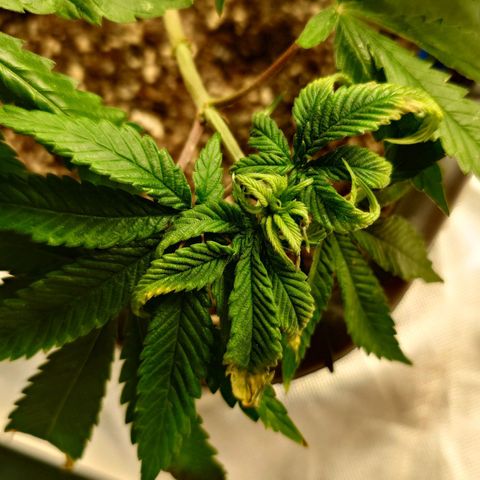 Northern Lights growlog timeline photo