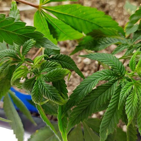 Northern Lights growlog timeline photo