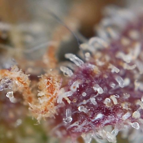 Gorilla Glue Auto growlog timeline photo
