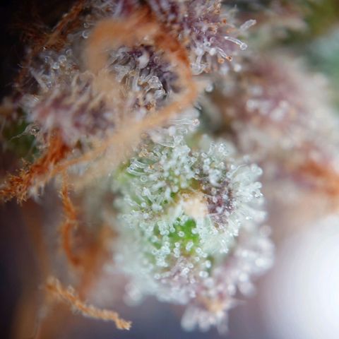 Gorilla Glue Auto growlog timeline photo
