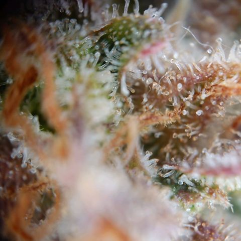 Gorilla Glue Auto growlog timeline photo