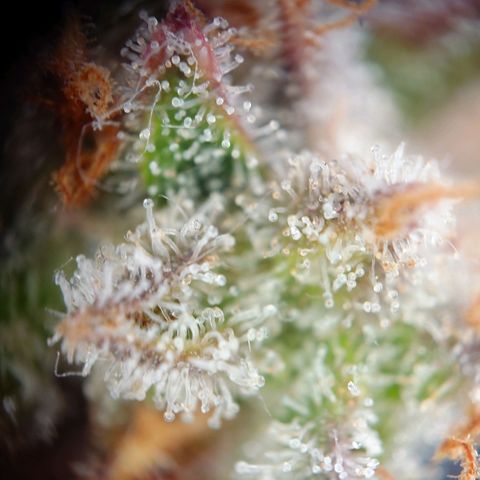 Gorilla Glue Auto growlog timeline photo