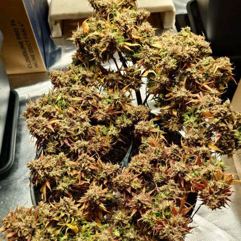 Gorilla Glue Auto growlog timeline photo