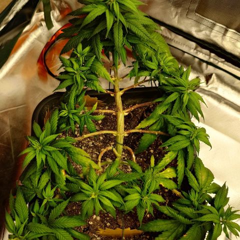 Tatanka Brothers growlog timeline photo