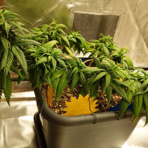 Tatanka Brothers growlog timeline photo
