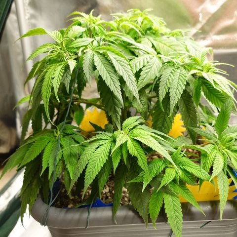 Tatanka Brothers growlog photo: Tatanka Nr. 1