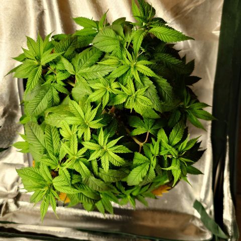 Tatanka Brothers growlog photo: Tatanka Nr. 1