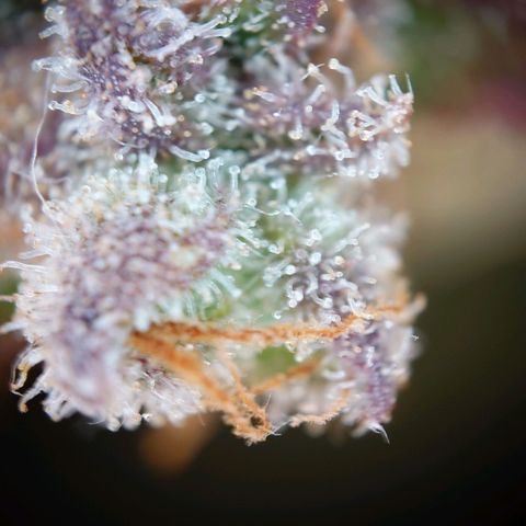 Gorilla Glue Auto growlog timeline photo