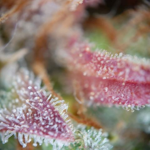 Gorilla Glue Auto growlog timeline photo