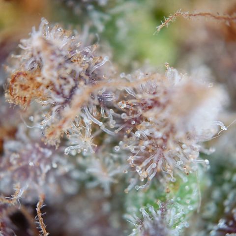 Gorilla Glue Auto growlog timeline photo