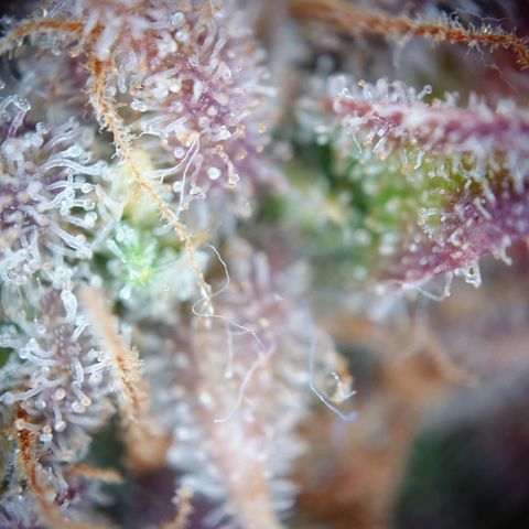 Gorilla Glue Auto growlog timeline photo