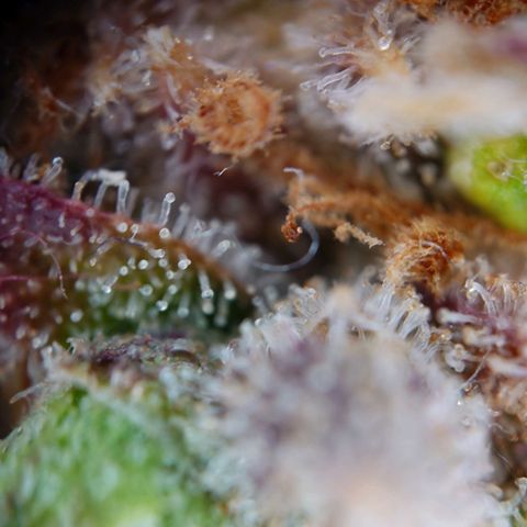 Gorilla Glue Auto growlog timeline photo