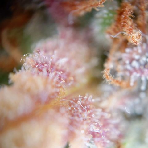 Gorilla Glue Auto growlog timeline photo