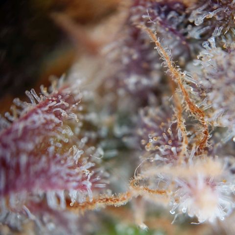 Gorilla Glue Auto growlog timeline photo