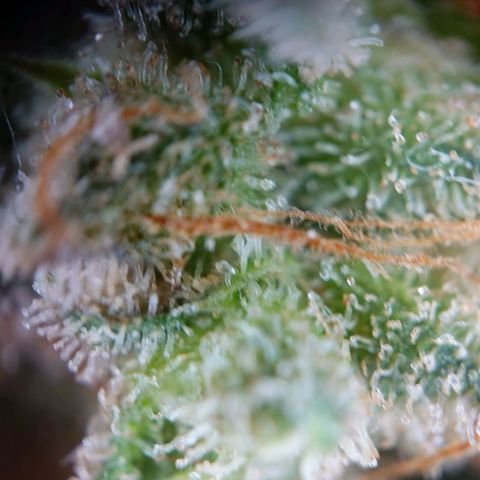 Gorilla Glue Auto growlog timeline photo