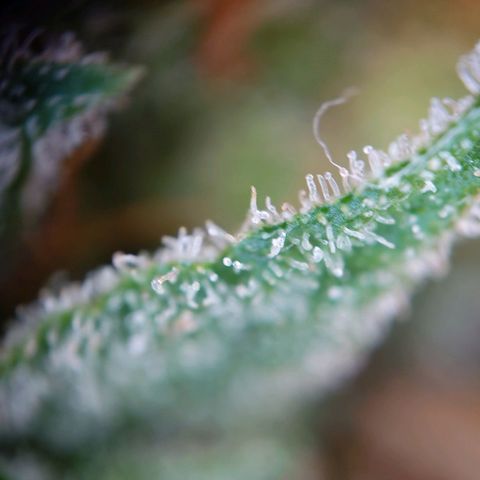 Gorilla Glue Auto growlog timeline photo