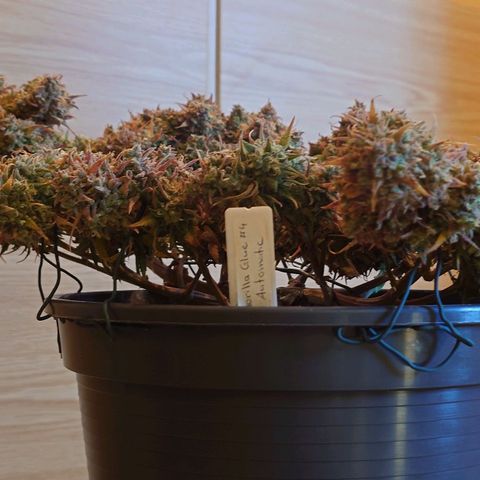 Gorilla Glue Auto growlog timeline photo