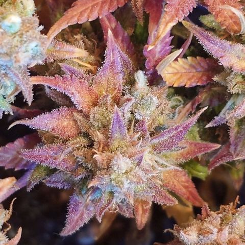 Gorilla Glue Auto growlog timeline photo