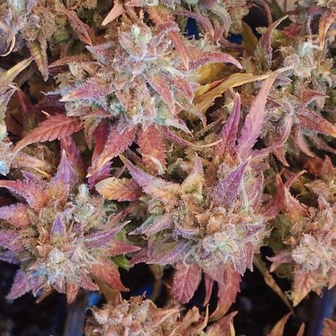 Gorilla Glue Auto growlog timeline photo