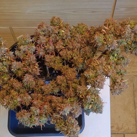 Gorilla Glue Auto growlog timeline photo