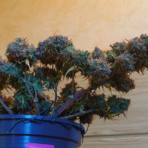 Gorilla Glue Auto growlog timeline photo