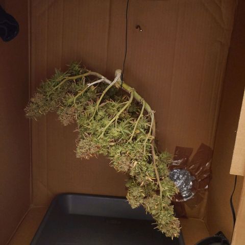 Gorilla Glue Auto growlog timeline photo