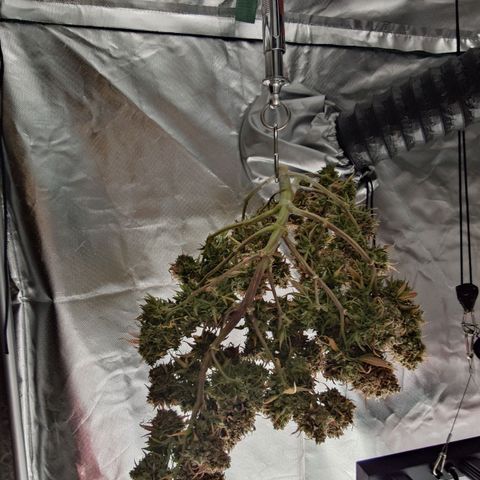 Gorilla Glue Auto growlog timeline photo