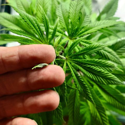 Northern Lights growlog timeline photo
