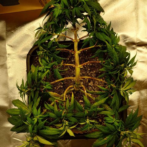 Tatanka Brothers growlog timeline photo