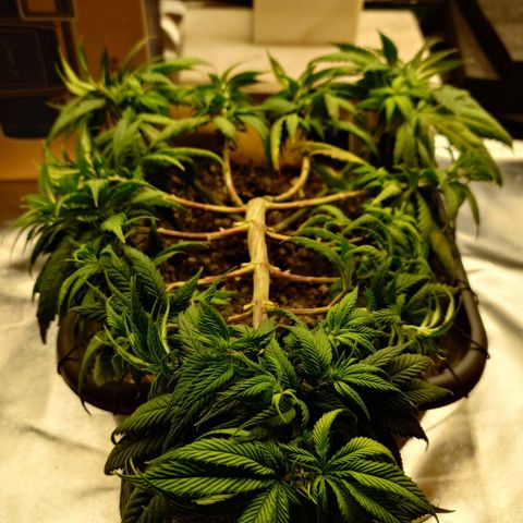 Tatanka Brothers growlog timeline photo