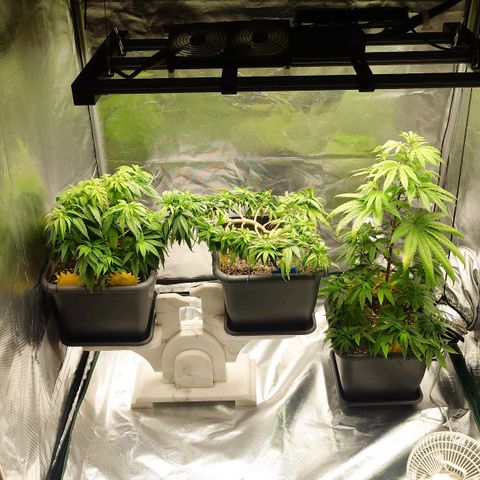 Tatanka Brothers growlog photo: Neues Setup im Zelt