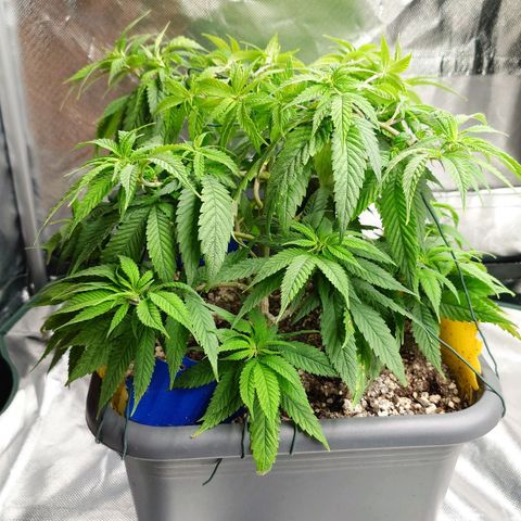 Tatanka Brothers growlog timeline photo