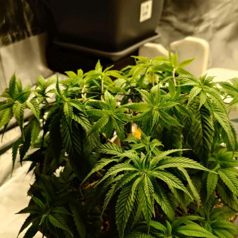 Tatanka Brothers growlog timeline photo