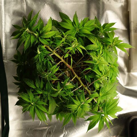 Tatanka Brothers growlog timeline photo