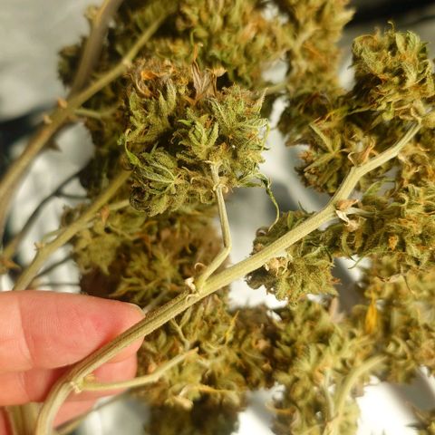 Gorilla Glue Auto growlog photo: Testtrieb