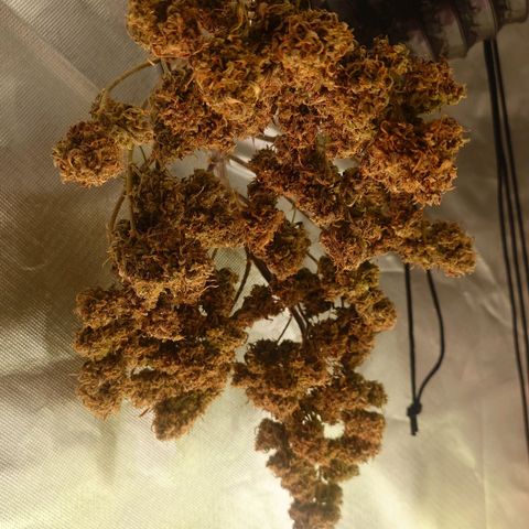 Gorilla Glue Auto growlog timeline photo