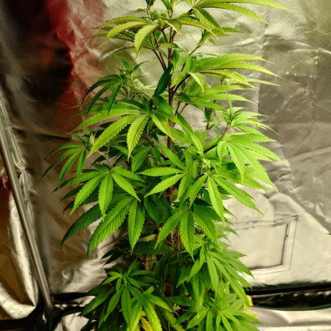 Northern Lights growlog timeline photo