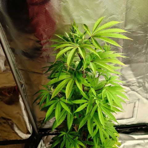 Northern Lights growlog timeline photo