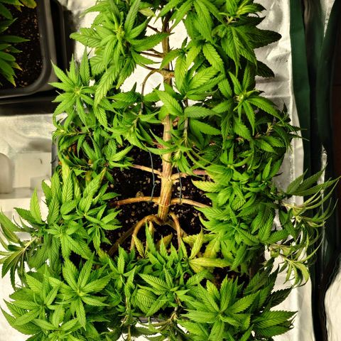Tatanka Brothers growlog timeline photo