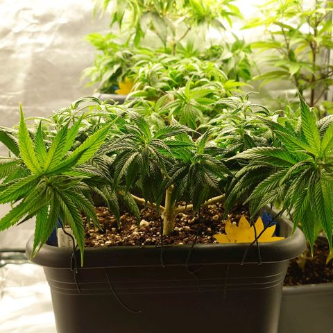 Tatanka Brothers growlog timeline photo