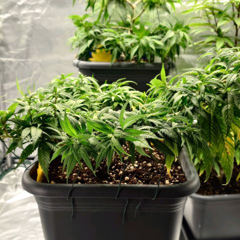 Tatanka Brothers growlog timeline photo