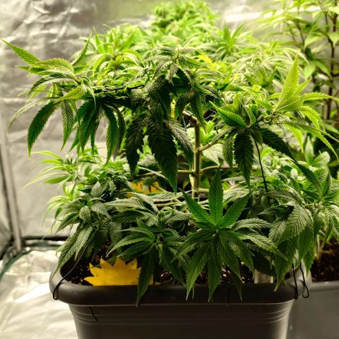 Tatanka Brothers growlog timeline photo