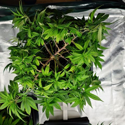 Tatanka Brothers growlog timeline photo