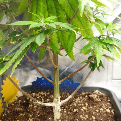 Northern Lights growlog timeline photo