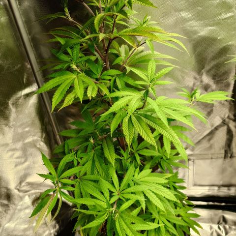 Northern Lights growlog timeline photo