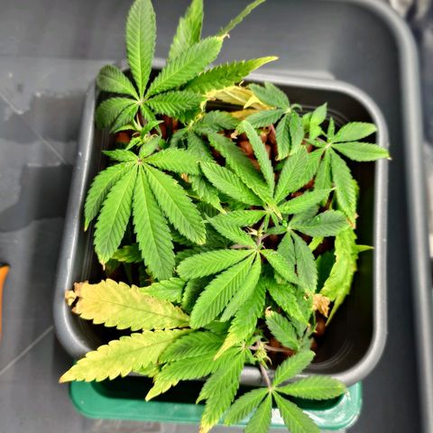 Northern Lights growlog timeline photo