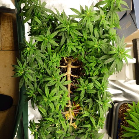 Tatanka Brothers growlog timeline photo