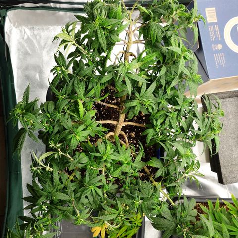 Tatanka Brothers growlog timeline photo