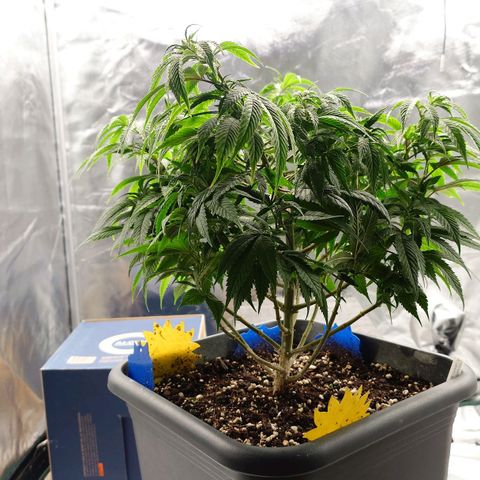 Tatanka Brothers growlog timeline photo