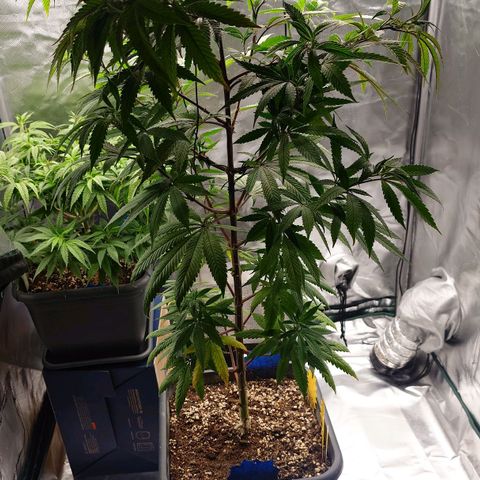 Northern Lights growlog timeline photo